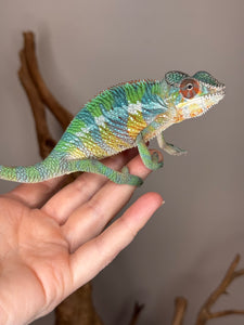 Sire Flash – calm, colorful Ambilobe Panther Chameleon