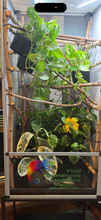 Load image into Gallery viewer, Size 18: 18&quot;x18&quot;x36&quot; Deluxe All-In-One Automated Chameleon Kit
