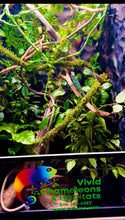 Load image into Gallery viewer, Size 24: 24"x24"x48" Ultra All-In-One WIFI Controlled Automated Chameleon kit
