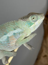 Load image into Gallery viewer, Close-up of colorful Rainbow Skittles Panther Chameleon perched on branch
