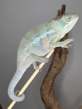 Load image into Gallery viewer, Healthy Rainbow Skittles Panther Chameleon from FramsChams with bright coloration
