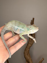 Load image into Gallery viewer, Rainbow Skittles Panther Chameleon displaying full body with red, blue, and green tones
