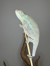 Load image into Gallery viewer, Calm juvenile Panther Chameleon exploring branch, showing rainbow colors
