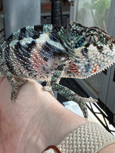 Load image into Gallery viewer, Slightly sassy juvenile Ambanja Panther Chameleon displaying curious behavior
