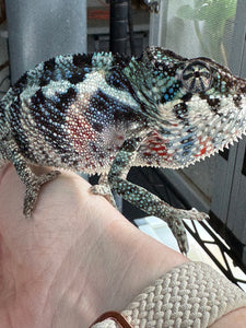 Slightly sassy juvenile Ambanja Panther Chameleon displaying curious behavior