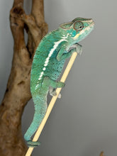 Load image into Gallery viewer, Soft green Ambilobe chameleon with subtle sky-blue and red accents
