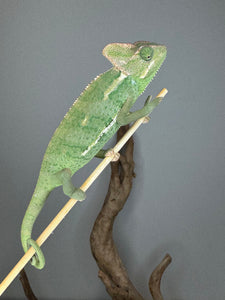 Female veiled chameleon actively climbing her enclosure, showing her feisty and energetic personality