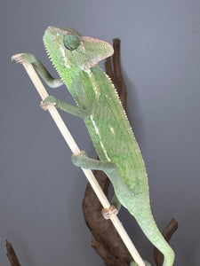 Full-body view of captive-bred female veiled chameleon on a branch, healthy and alert