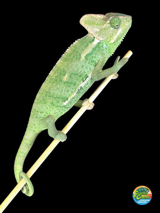 Spicy female veiled chameleon perched on a branch, showing her vibrant colors and lively personality