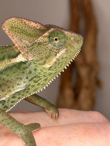 Female veiled chameleon in her well-maintained enclosure, highlighting climbing space and greenery