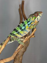 Load image into Gallery viewer, Juvenile male Panther Chameleon with a confident personality and bright future colors
