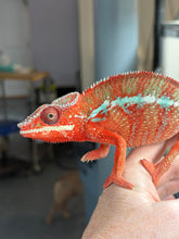 Load image into Gallery viewer, Stunning male Ambilobe Panther Chameleon showcasing intense red-orange coloration with subtle light blue bars coming through the body patterning.
