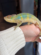 Load image into Gallery viewer, Sub-adult Ambilobe Panther Chameleon with striking yellow coloration and a mellow personality
