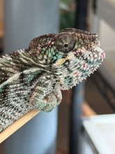 Load image into Gallery viewer, Near sub-adult male Ambilobe Panther Chameleon raised by FramsChams Chameleon Breeders
