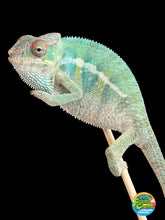 Load image into Gallery viewer, A close-up of a turquoise and yellow male panther chameleon perched on a small stick against a solid black background, with a colorful 'Team Chameleons' logo in the bottom right corner.

