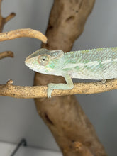 Load image into Gallery viewer, A light green and white chameleon perched on a natural wood branch, with a larger wood prop and a neutral gray background.
