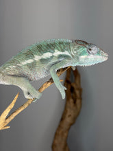 Load image into Gallery viewer, Adult male Surprise Panther Chameleon displaying deep teal and green coloration tones
