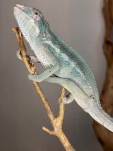 Load image into Gallery viewer, Detailed view of Surprise Panther Chameleon eye showing alert but relaxed demeanor
