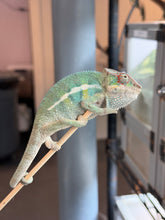 Load image into Gallery viewer, A green and blue male panther chameleon perched on a wooden stick, with a blurred indoor background showing a terrarium and shelving.
