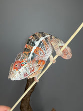 Load image into Gallery viewer, Healthy surprise Panther Chameleon for sale at FramsChams.
