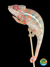 Load image into Gallery viewer, Surprise young male Panther Chameleon with exceptional white and orange coloration.
