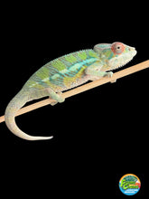 Load image into Gallery viewer, Bright young male Panther Chameleon available from FramsChams
