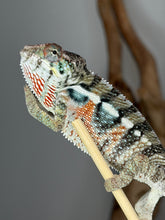 Load image into Gallery viewer, Surprise young male Panther Chameleon climbing a branch while developing vibrant blue and orange colors.
