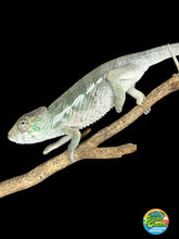Load image into Gallery viewer, A pale green and gray chameleon clinging to a brown branch against a solid black background, with a small colorful logo in the bottom right corner.
