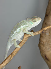 Load image into Gallery viewer, A light green and white chameleon perched on a diagonal brown branch against a soft gray background.
