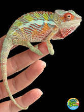 Load image into Gallery viewer, A live chameleon with vibrant green, yellow, orange, and red coloration resting on a person's hand against a solid black background. A 'FramsChams' logo is visible in the bottom right corner.
