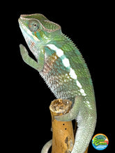 Load image into Gallery viewer, A close-up of a green chameleon perched on a small branch against a solid black background, with a small colorful logo in the bottom right corner.
