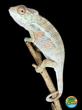 Load image into Gallery viewer, Hand-selected Surprise Young Male Panther Chameleon from FramsChams.
