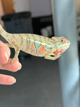 Load image into Gallery viewer, Surprise young male Panther Chameleon from FramsChams with striking developing coloration.
