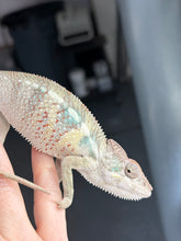 Load image into Gallery viewer, Sweet young male Ambilobe Panther Chameleon perched naturally on a hand.
