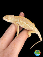 Load image into Gallery viewer, Sweet calm female Ambilobe Panther Chameleon
