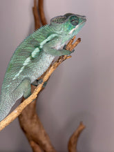 Load image into Gallery viewer, Sweet-tempered male Ankify Panther Chameleon from wild-caught lineage with bright green coloration beginning to emerge.
