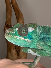 Load image into Gallery viewer, Young Ambilobe chameleon developing rich teal and deep blue tones
