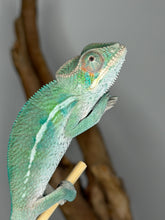 Load image into Gallery viewer, Young male Panther Chameleon with vibrant teal and yellow colors developing
