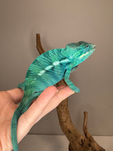 Load image into Gallery viewer, True Blue Nosy Be Panther Chameleon exploring its enclosure
