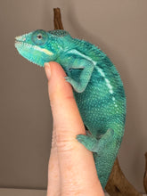 Load image into Gallery viewer, Curious True Blue Nosy Be Panther Chameleon perched on branch
