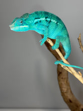 Load image into Gallery viewer, True Blue Nosy Be Panther Chameleon perched on a branch showing full body colors
