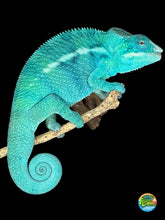 Load image into Gallery viewer, Side profile of True Blue Nosy Be Panther Chameleon
