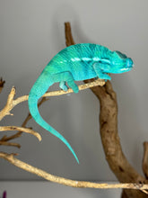 Load image into Gallery viewer, True Blue Nosy Be Panther Chameleon resting
