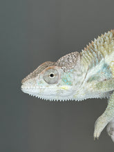 Load image into Gallery viewer, Young Ambilobe Panther Chameleon displaying bold turquoise bars and developing colors.
