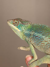 Load image into Gallery viewer, Young male Panther Chameleon with bold turquoise bars and exceptional color potential.
