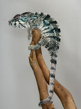 Load image into Gallery viewer, Young Ambilobe Panther Chameleon with bold turquoise bars and excellent color potential.
