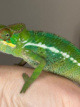 Load image into Gallery viewer, Bright green Unicorn Surprise chameleon calmly resting on a branch
