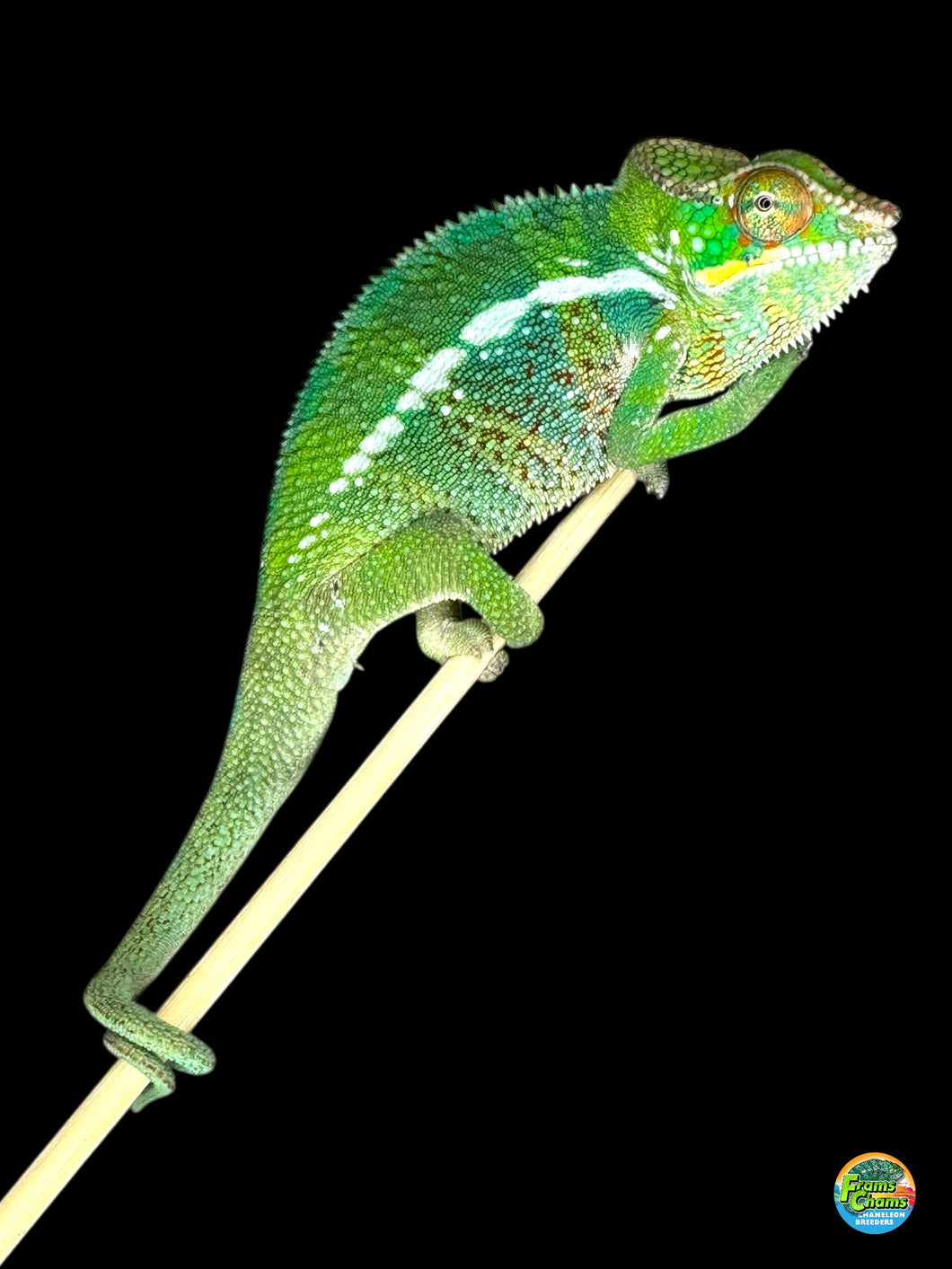 Gorgeous green Unicorn Surprise Panther Chameleon perched on branch