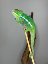 Load image into Gallery viewer, Calm and curious green chameleon looking toward the camera
