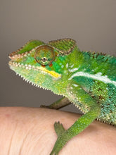 Load image into Gallery viewer, Close-up of Unicorn Surprise Panther Chameleon’s stunning color pattern
